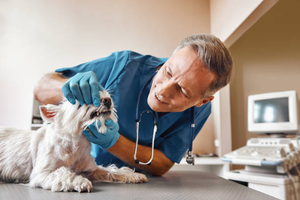 Best Emergency Tooth Extraction in Stuart, VA